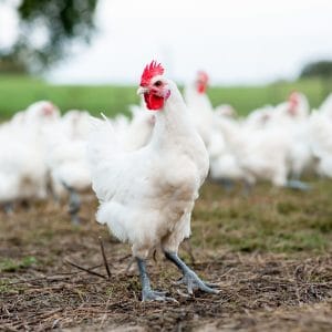 Poularde de Bresse AOC